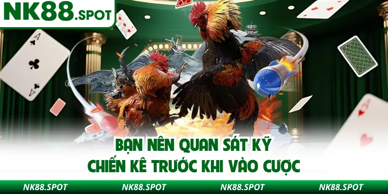 Bạn nên quan sát kỹ chiến kê trước khi vào cược