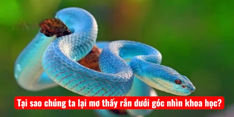 Tại sao chúng ta lại mơ thấy rắn dưới góc nhìn khoa học?